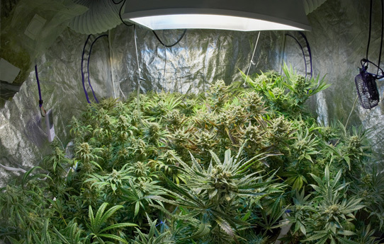 Drug Cultivation in South Florida