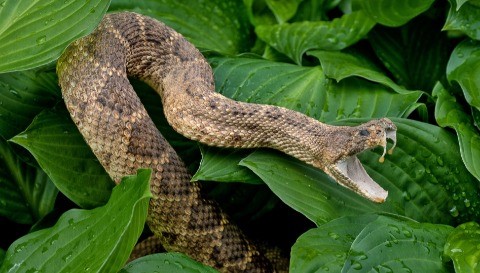 Kosher Guardians of The Universe