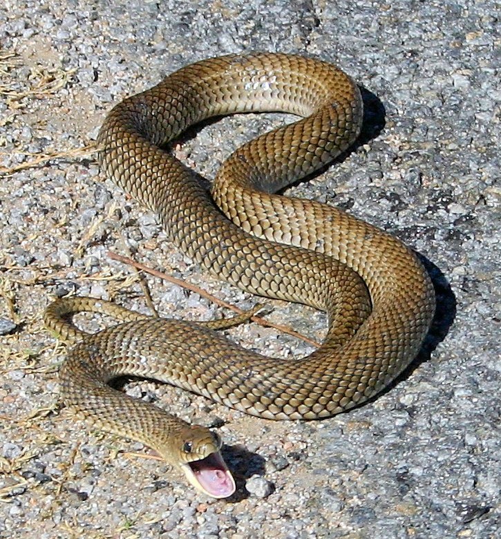 Snakes, Mistakes, and Discovering Spirituality